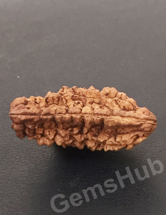 1 Face/Mukhi Certified Rudraksha Size- 31.35 mm